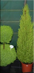 Tuinplanten