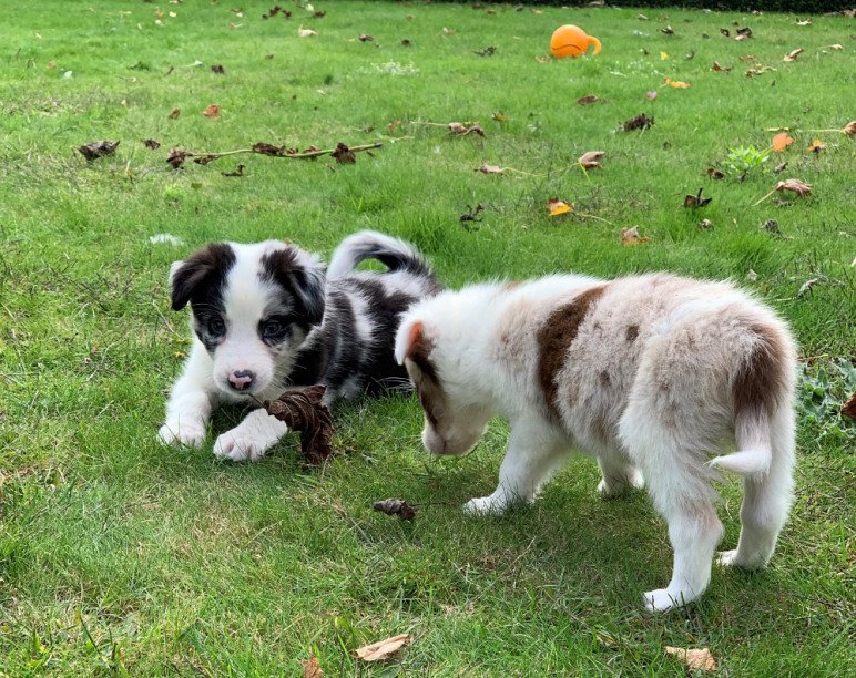 Adogs, Hoogstraten